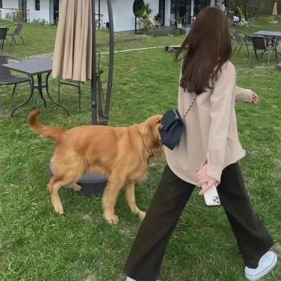 寻找牛腿琴